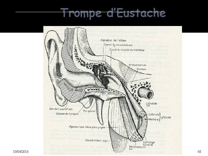Trompe d’Eustache 10/04/2016 Dr Soussa Dr Abdallah 2ème annee medecine 68 