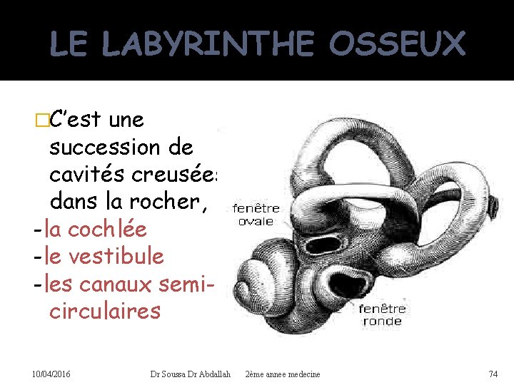 LE LABYRINTHE OSSEUX �C’est une succession de cavités creusées dans la rocher, -la cochlée