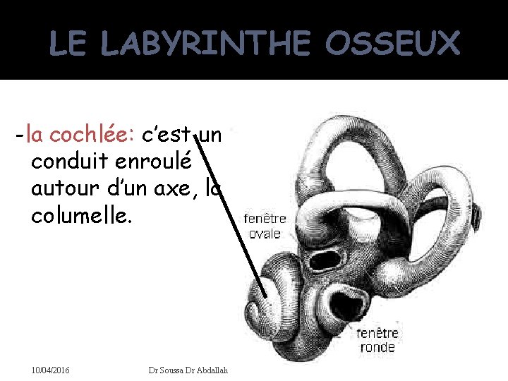 LE LABYRINTHE OSSEUX -la cochlée: c’est un conduit enroulé autour d’un axe, la columelle.