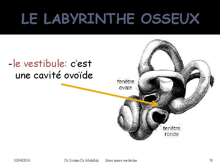 LE LABYRINTHE OSSEUX -le vestibule: c’est une cavité ovoïde 10/04/2016 Dr Soussa Dr Abdallah
