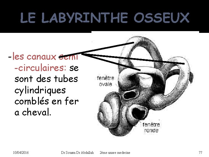 LE LABYRINTHE OSSEUX -les canaux semi -circulaires: se sont des tubes cylindriques comblés en