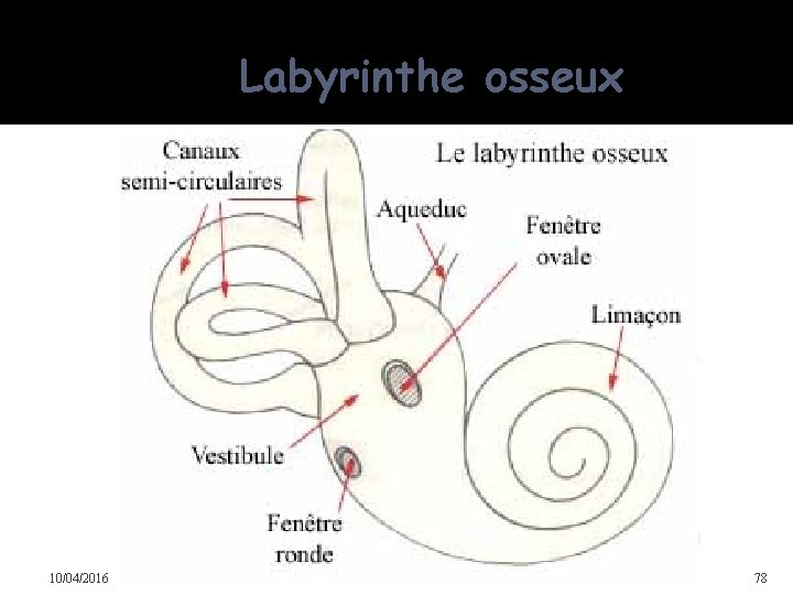 Labyrinthe osseux 10/04/2016 Dr Soussa Dr Abdallah 2ème annee medecine 78 