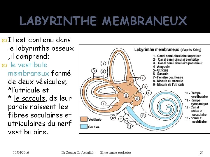 LABYRINTHE MEMBRANEUX Il est contenu dans le labyrinthe osseux , il comprend; le vestibule