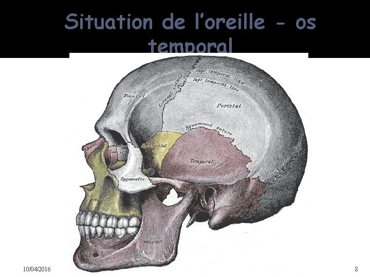 Situation de l’oreille - os temporal 10/04/2016 Dr Soussa Dr Abdallah 2ème annee medecine