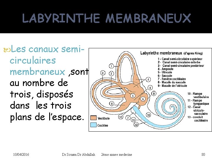 LABYRINTHE MEMBRANEUX Les canaux semicirculaires membraneux , sont au nombre de trois, disposés dans