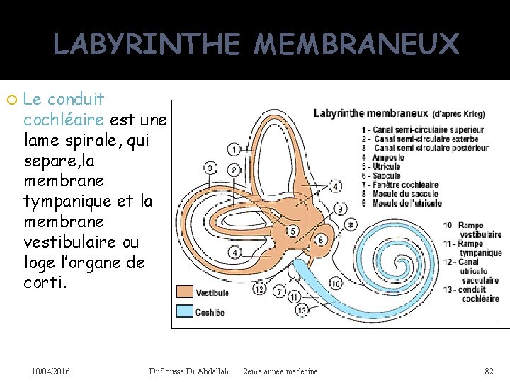 LABYRINTHE MEMBRANEUX Le conduit cochléaire est une lame spirale, qui separe, la membrane tympanique