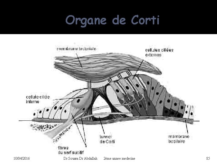 Organe de Corti 10/04/2016 Dr Soussa Dr Abdallah 2ème annee medecine 85 