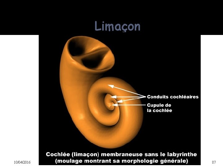 Limaçon 10/04/2016 Dr Soussa Dr Abdallah 2ème annee medecine 87 