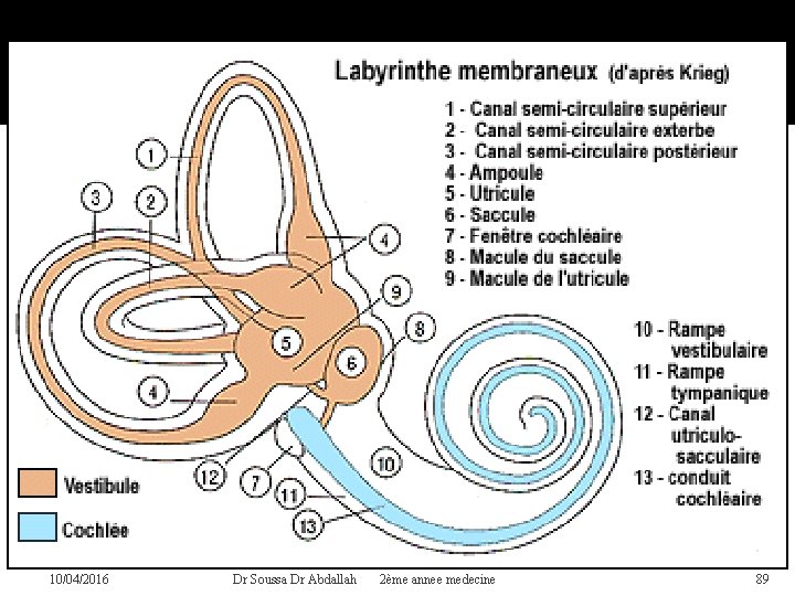 10/04/2016 Dr Soussa Dr Abdallah 2ème annee medecine 89 