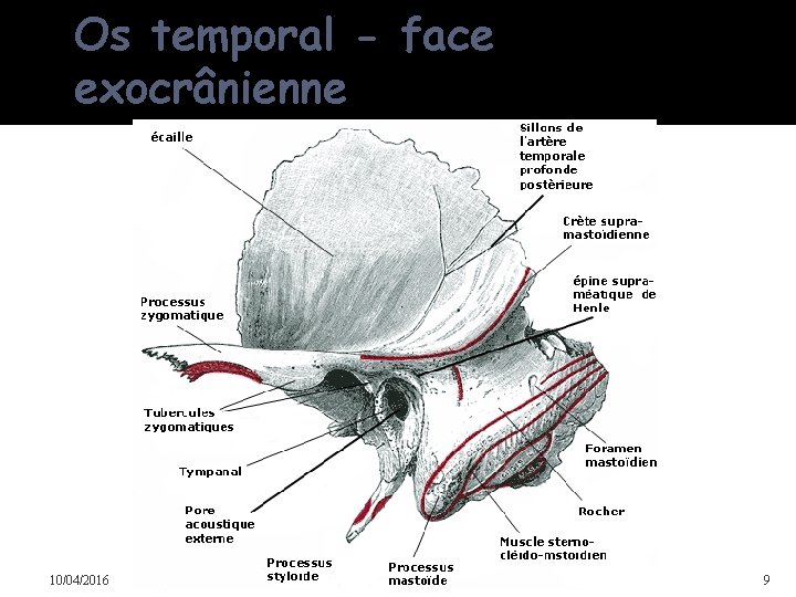 Os temporal - face exocrânienne 10/04/2016 Dr Soussa Dr Abdallah 2ème annee medecine 9