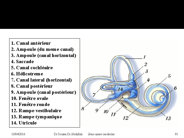 Vue externe du labyrinthe membraneux de l'oreille droite. Les zones sensitives sont en bleu