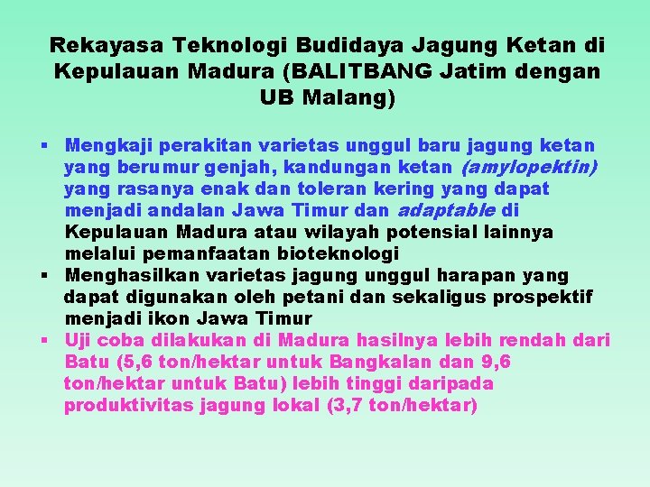 Rekayasa Teknologi Budidaya Jagung Ketan di Kepulauan Madura (BALITBANG Jatim dengan UB Malang) §