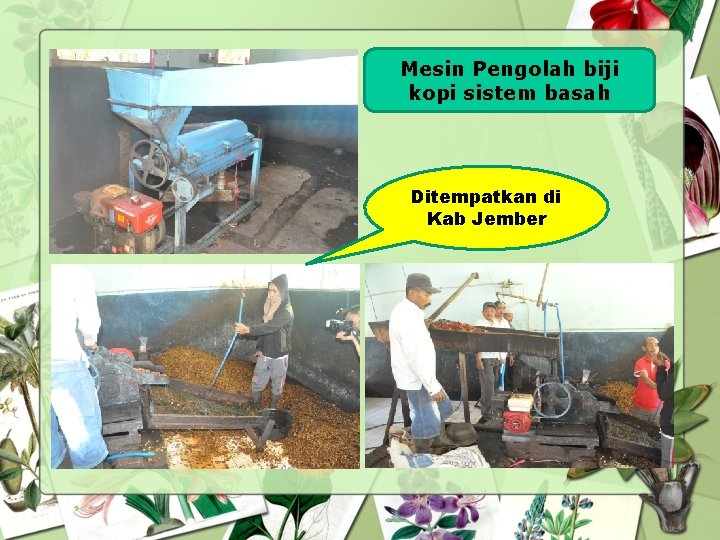 Mesin Pengolah biji kopi sistem basah Ditempatkan di Kab Jember 