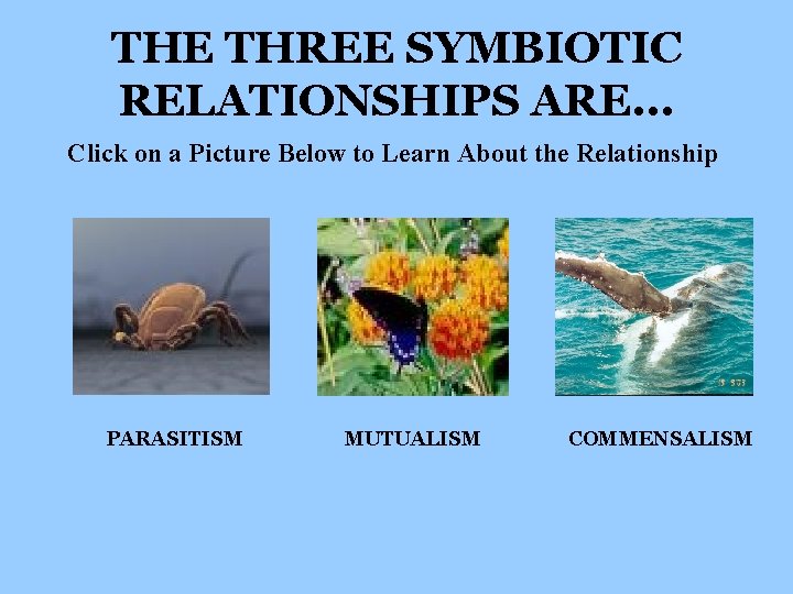 THE THREE SYMBIOTIC RELATIONSHIPS ARE. . . Click on a Picture Below to Learn