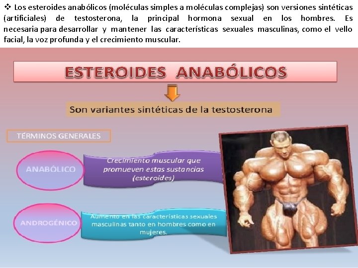 v Los esteroides anabólicos (moléculas simples a moléculas complejas) son versiones sintéticas (artificiales) de