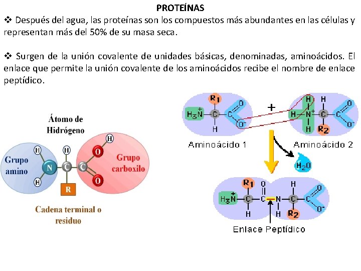 PROTEÍNAS v Después del agua, las proteínas son los compuestos más abundantes en las