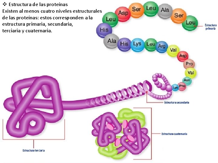 v Estructura de las proteínas Existen al menos cuatro niveles estructurales de las proteínas: