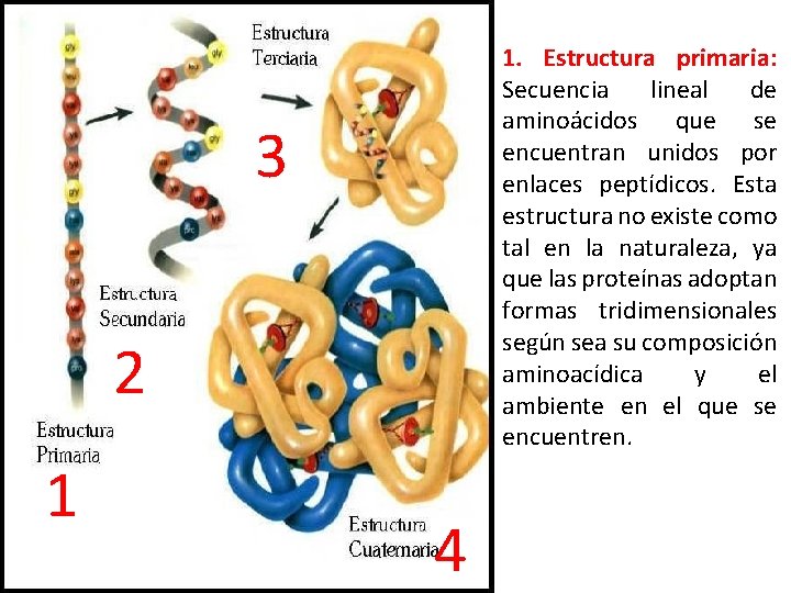 1. Estructura primaria: Secuencia lineal de aminoácidos que se encuentran unidos por enlaces peptídicos.