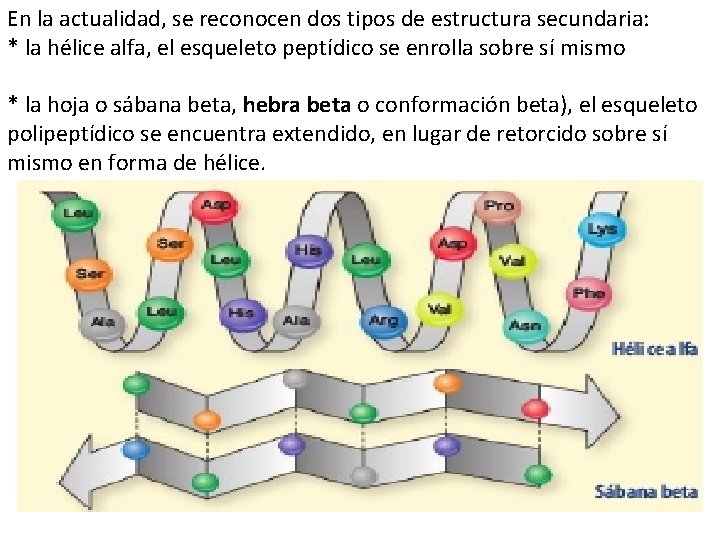 En la actualidad, se reconocen dos tipos de estructura secundaria: * la hélice alfa,