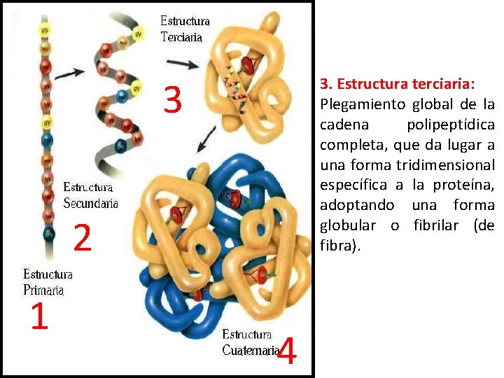 3 3. Estructura terciaria: Plegamiento global de la cadena polipeptídica completa, que da lugar