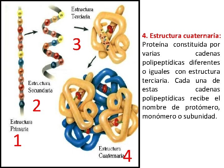 4. Estructura cuaternaria: Proteína constituida por varias cadenas polipeptídicas diferentes o iguales con estructura