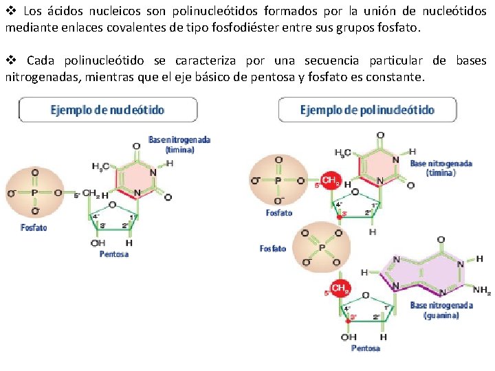 v Los ácidos nucleicos son polinucleótidos formados por la unión de nucleótidos mediante enlaces