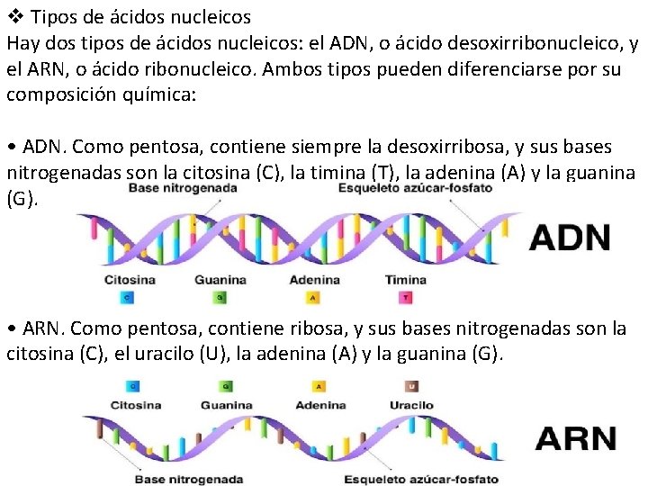 v Tipos de ácidos nucleicos Hay dos tipos de ácidos nucleicos: el ADN, o