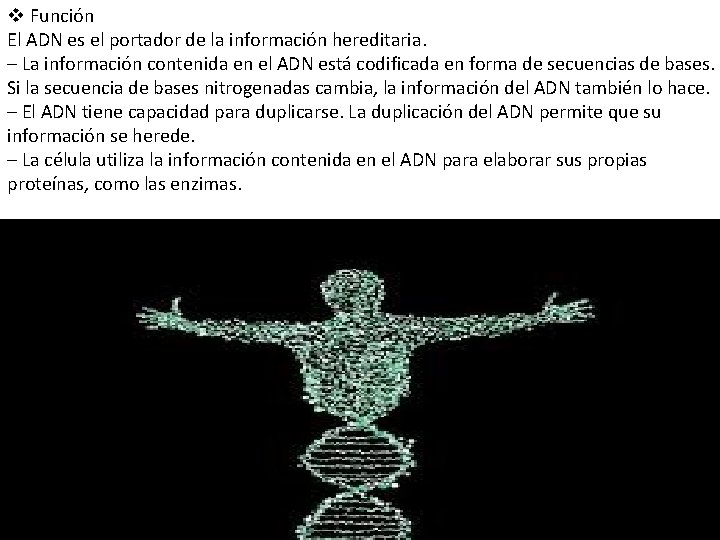 v Función El ADN es el portador de la información hereditaria. – La información