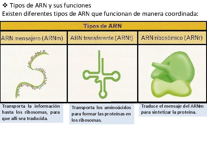 v Tipos de ARN y sus funciones Existen diferentes tipos de ARN que funcionan