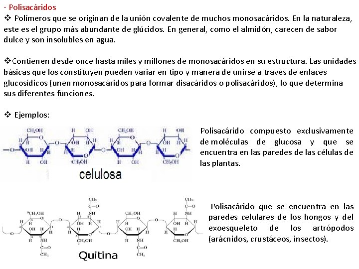 - Polisacáridos v Polímeros que se originan de la unión covalente de muchos monosacáridos.