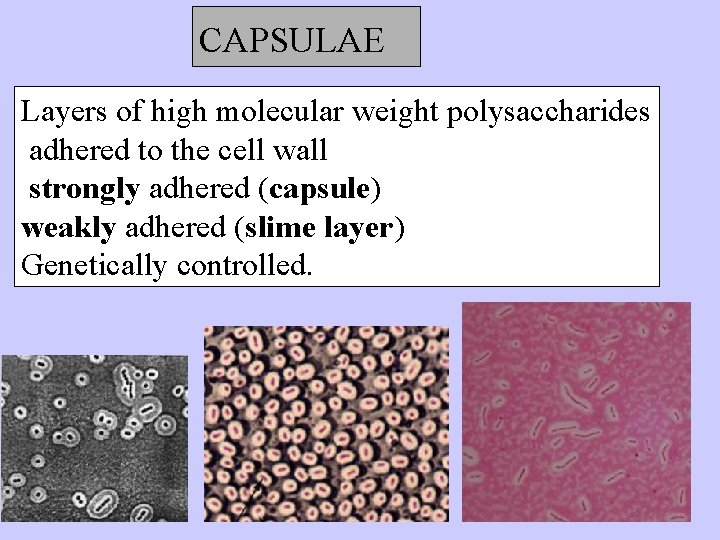 CAPSULAE Layers of high molecular weight polysaccharides adhered to the cell wall strongly adhered