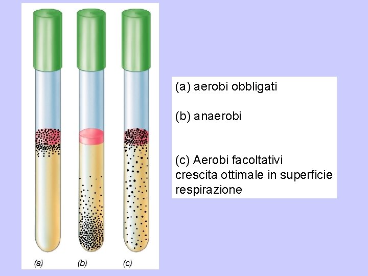 (a) aerobi obbligati (b) anaerobi (c) Aerobi facoltativi crescita ottimale in superficie respirazione 