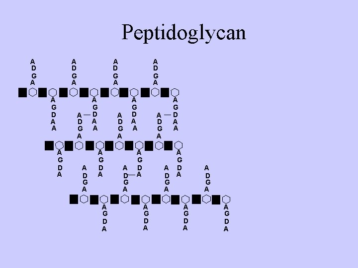 Peptidoglycan A D G A A G D A A D G A A