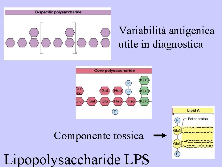 Variabilità antigenica utile in diagnostica Componente tossica Lipopolysaccharide LPS 