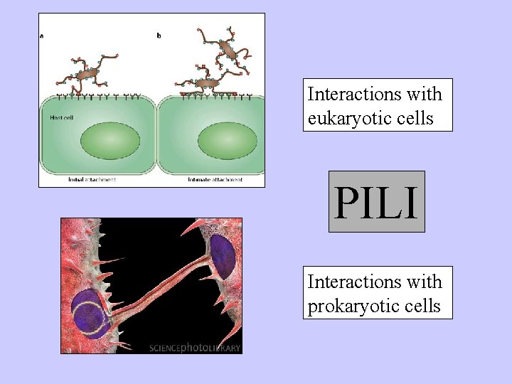 Interactions with eukaryotic cells PILI Interactions with prokaryotic cells 