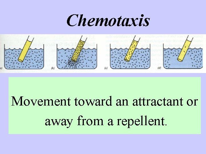 Chemotaxis Movement toward an attractant or away from a repellent. 