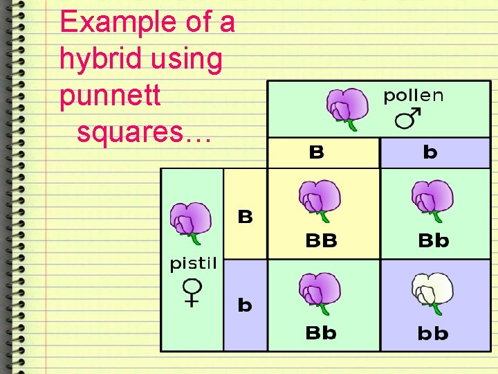 Example of a hybrid using punnett squares… 