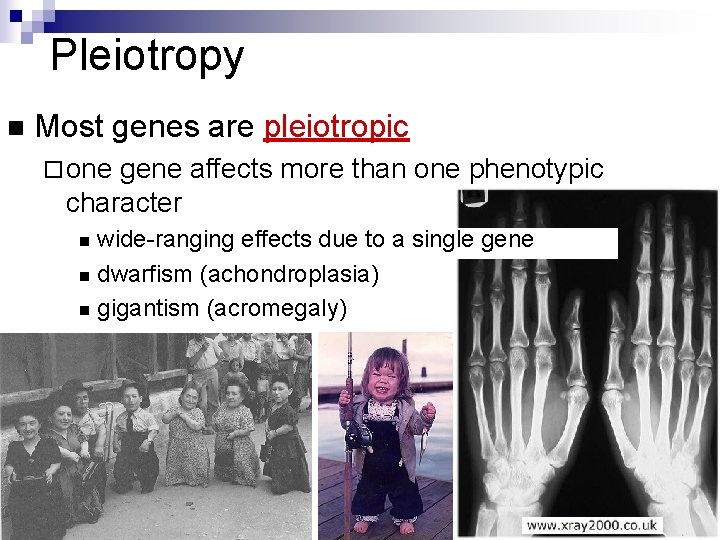 Pleiotropy n Most genes are pleiotropic ¨ one gene affects more than one phenotypic