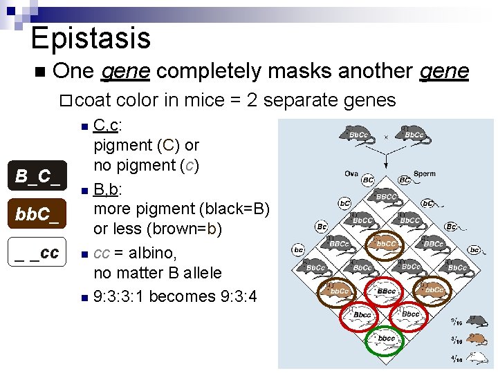 Epistasis n One gene completely masks another gene ¨ coat C, c: pigment (C)