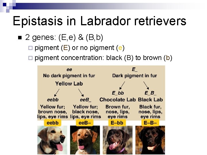 Epistasis in Labrador retrievers n 2 genes: (E, e) & (B, b) ¨ pigment