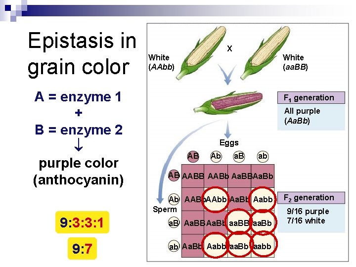 Epistasis in grain color A = enzyme 1 + B = enzyme 2 purple