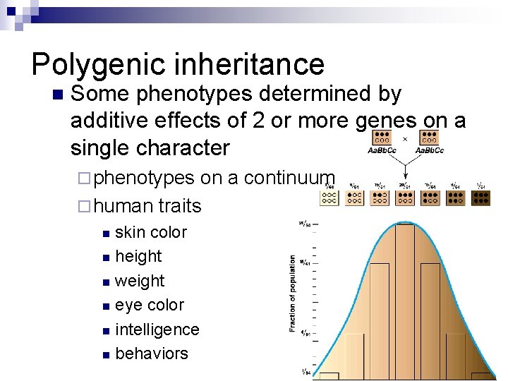 Polygenic inheritance n Some phenotypes determined by additive effects of 2 or more genes