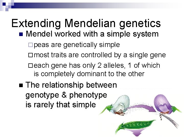 Extending Mendelian genetics n Mendel worked with a simple system ¨ peas are genetically