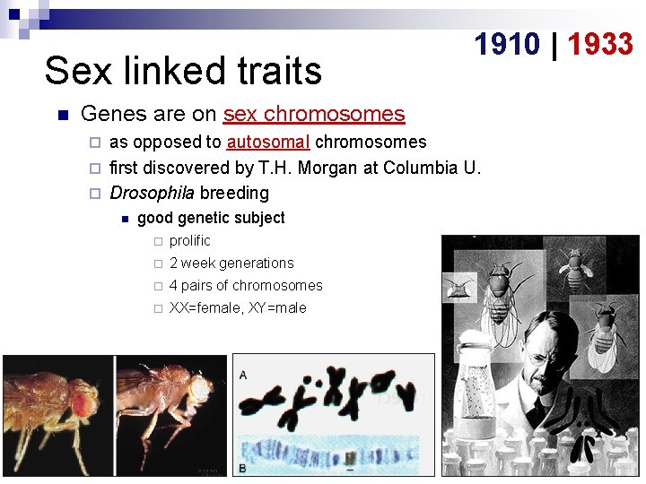 Sex linked traits n 1910 | 1933 Genes are on sex chromosomes as opposed