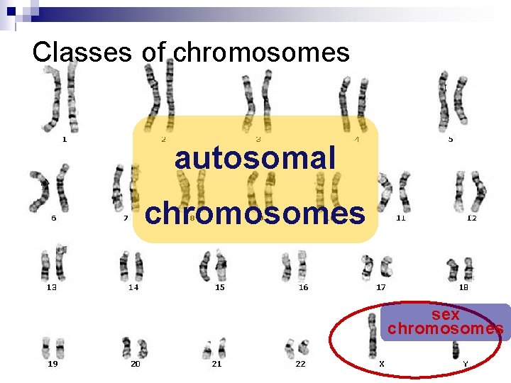 Classes of chromosomes autosomal chromosomes sex chromosomes 