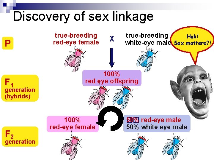 Discovery of sex linkage P F 1 true-breeding red-eye female X true-breeding Huh! white-eye