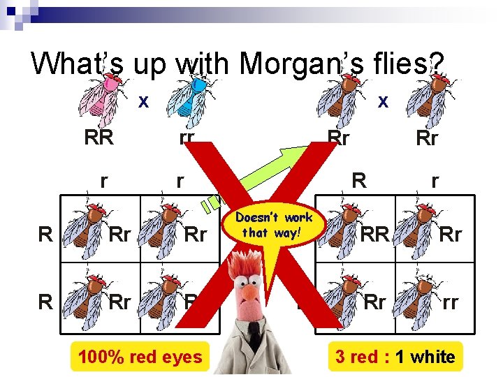 What’s up with Morgan’s flies? x RR r R Rr X rr Rr Rr