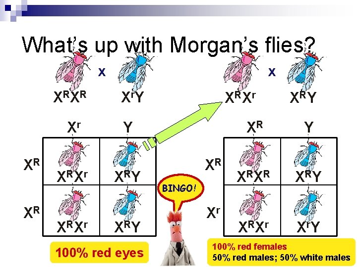 What’s up with Morgan’s flies? x X RX R Xr XR XR X RX