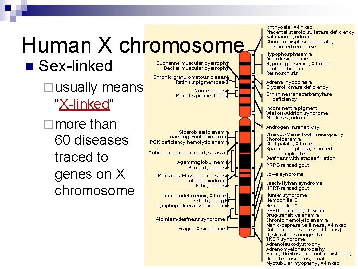 Human X chromosome n Sex-linked ¨ usually means “X-linked” ¨ more than 60 diseases