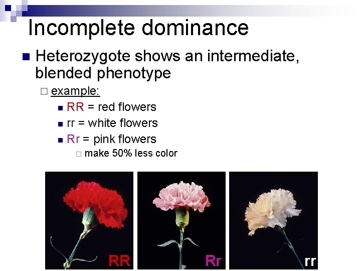 Incomplete dominance n Heterozygote shows an intermediate, blended phenotype ¨ example: RR = red